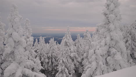 Paisaje-Pacífico-De-Pinos-Densos-Cubiertos-De-Hielo-Durante-El-Invierno-En-Orford,-Quebec,-Canadá