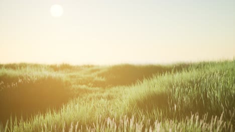 green field at sunrise with blue sky