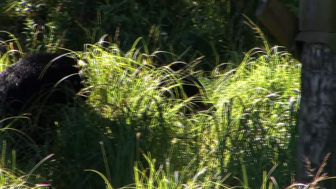 Black bear walking in tall grass, under the bridge. Ketchikan, Alaska