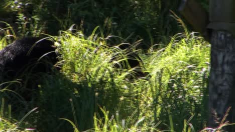 black bear walking in tall grass, under the bridge. ketchikan, alaska