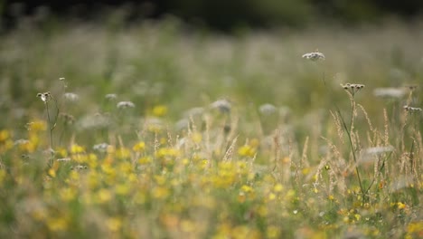 wildflowers in bloom in flourishing meadow