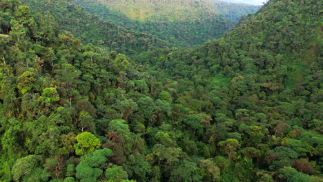 flock of birds soar over the lush green canopy of the cloud forest in mindo, ecuador, surrounded by misty tropical mountains