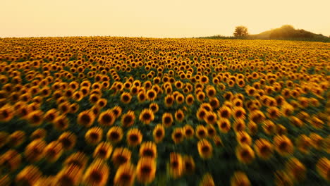 establishing sunflower fields at sunset, republic of moldova
