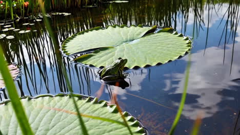 a frog sitting on a lily pad in a pond