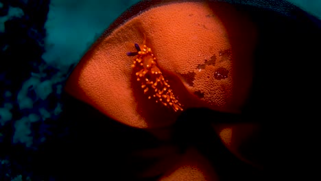 magnificent red, orange, and purple nudibranch laying eggs