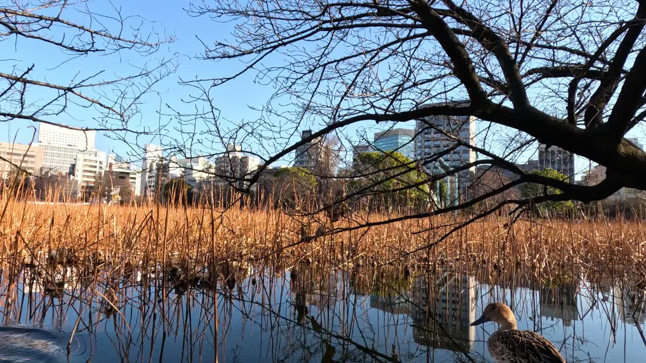 오리 한 마리가 호수 을 걸어가서 날아갑니다.