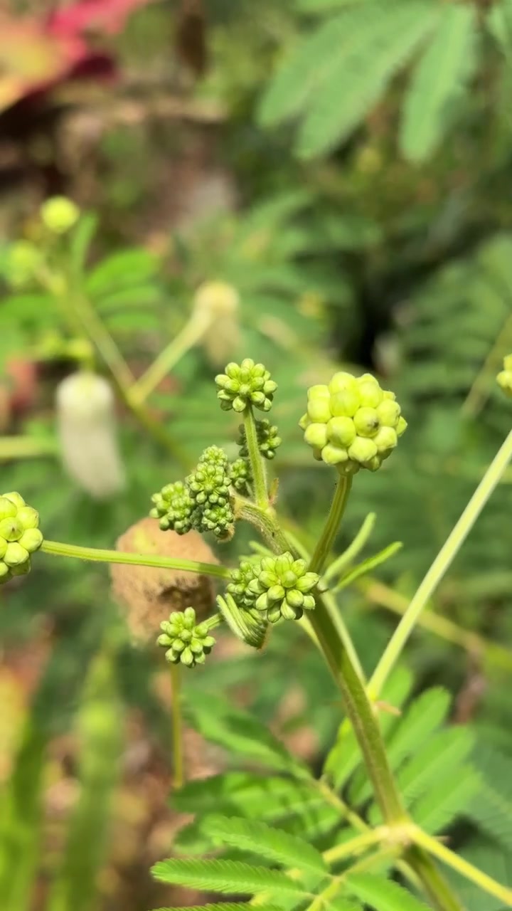 Nærbilde av grønne blomsterknopper på en mimoseplante