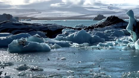 Bandada-De-Aves-árticas-Volando-Y-Alimentándose-En-La-Laguna-Jokulsarlon-En-Islandia