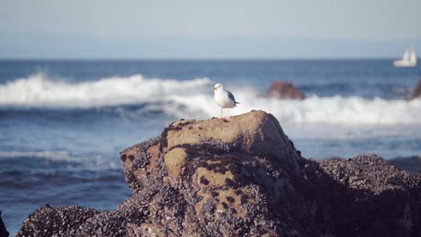 Möwe-Auf-Felsen-Auf-Der-Suche-Nach-Nahrung