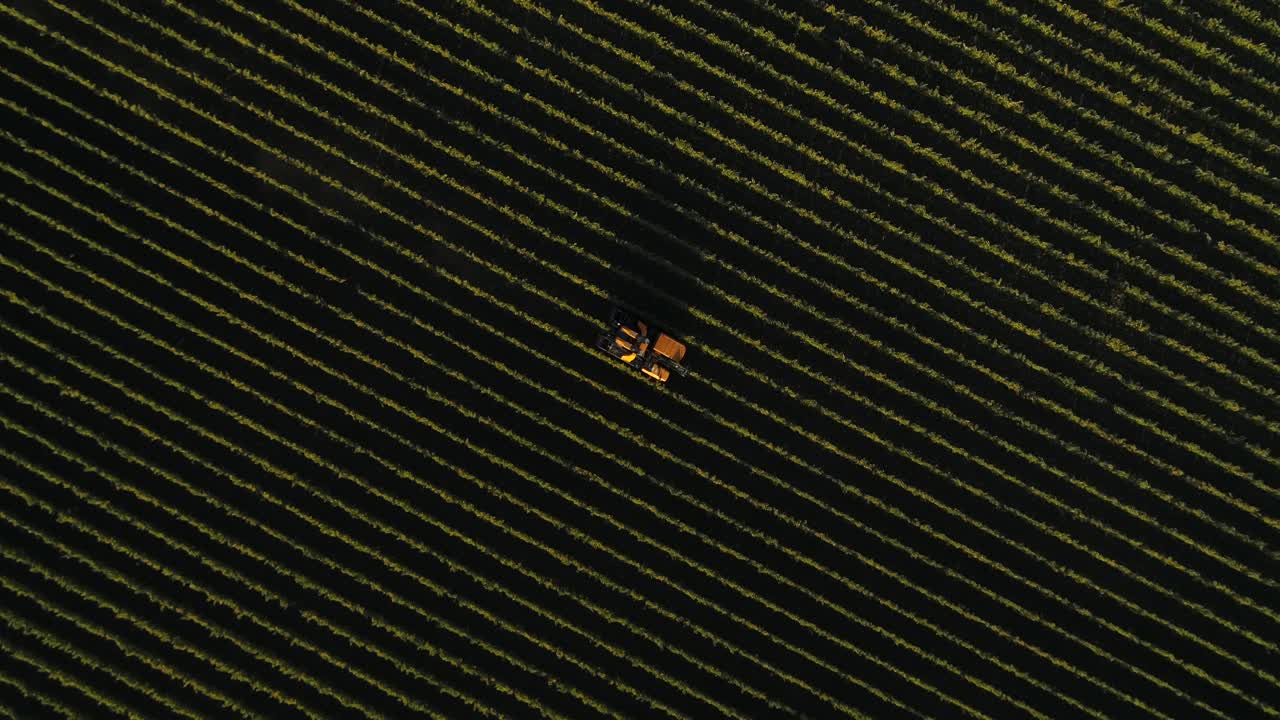tiro hacia abajo en el tractor recortador de vid moviéndose a través de las vides
