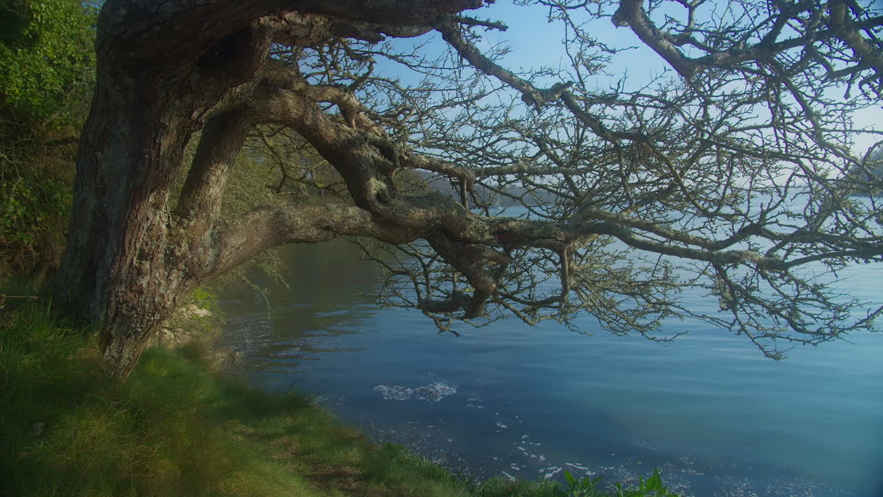 햇빛은 해질 무렵 잔잔한 호숫가 옆에 있는 잎이 없는 나뭇가지에 반사됩니다 - 중간 샷