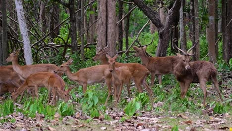 the eld's deer is an endangered species due to habitat loss and hunting