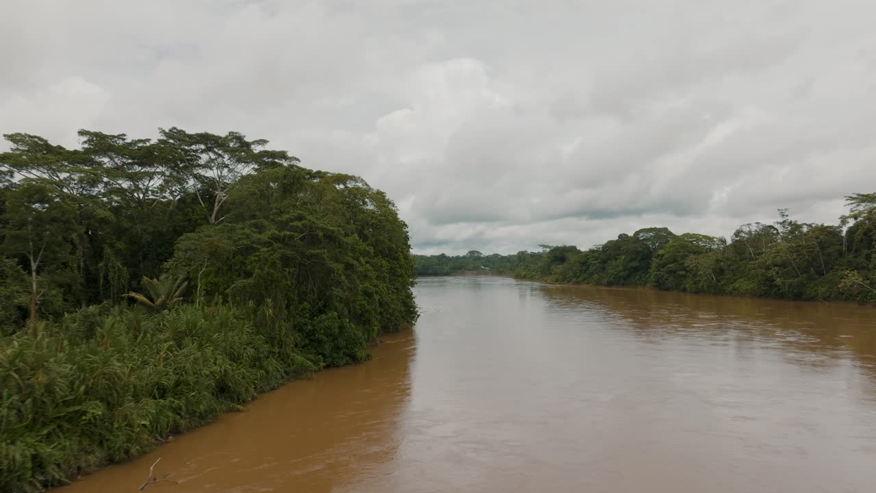 vegetación verde que crece en la orilla del poderoso río amazonas