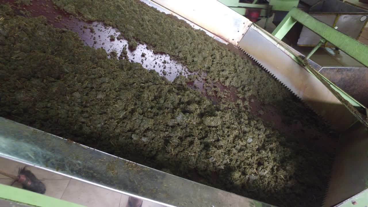 té crudo que se mueve en el transportador de la máquina en la fábrica