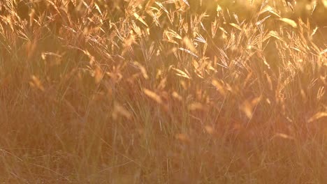 Sie-Bewegen-Sich-Langsam-Auf-Eine-Gruppe-Wilder,-Golden-Leuchtender-Gräser-Zu,-Die-In-Einer-Milden-Brise-Wehen,-Die-Vom-Sonnenuntergang-Beleuchtet-Werden-Und-Dem-Gras-Ein-Robustes-Orange-gelbes-Leuchten-Verleihen