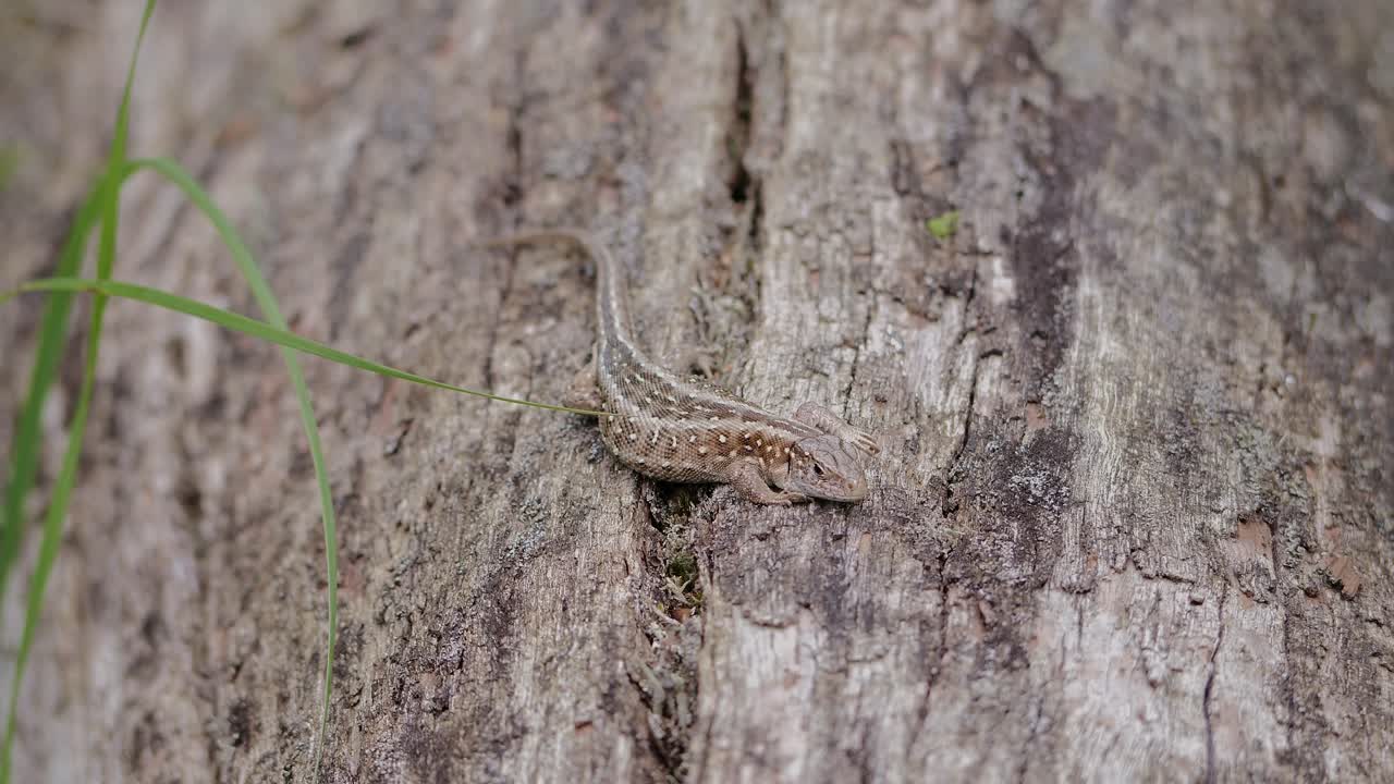 Female sand lizard on a tree trunk, good camouflage colours