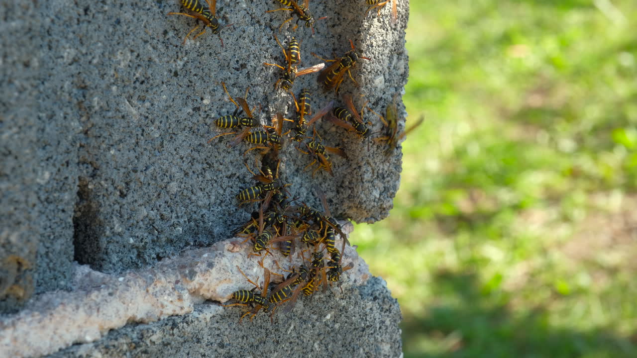 Wasps on a rough surface, Some have wings extended It looks like they are clustered on the rough surface