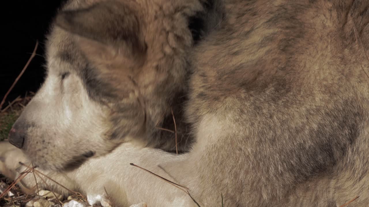 perro husky gris y blanco tirado en el sol