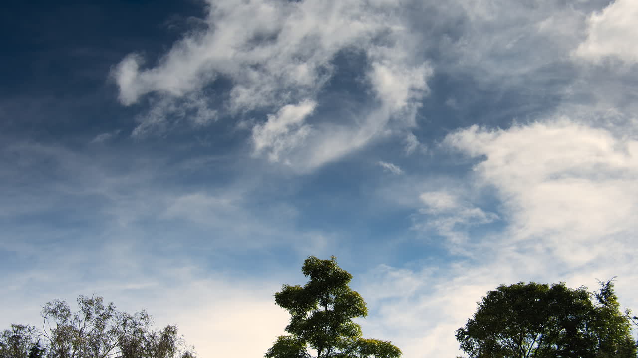열대지방 의 나무 들 이 있는 파란 하늘