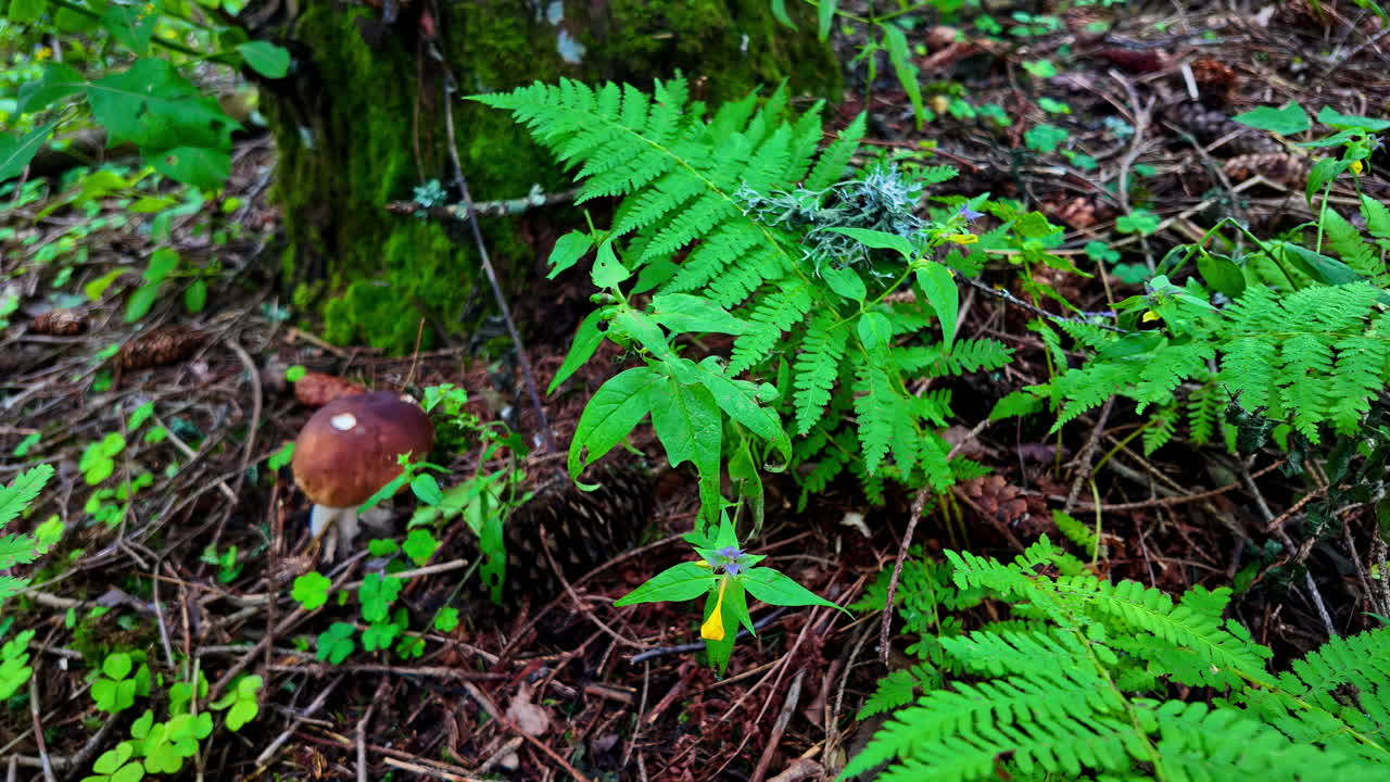 Fertile forest soil covered in fern fronds and a variety of mushrooms