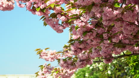 Cámara-Lenta-De-Una-Flor-De-Cerezo-Que-Acaba-De-Florecer-Durante-La-Primavera,-Brisa-De-Viento-A-Través-De-Los-Pétalos-Rosas