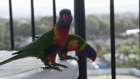 loro exótico arco iris lorikeet raza de pájaro tropical nativo de australia