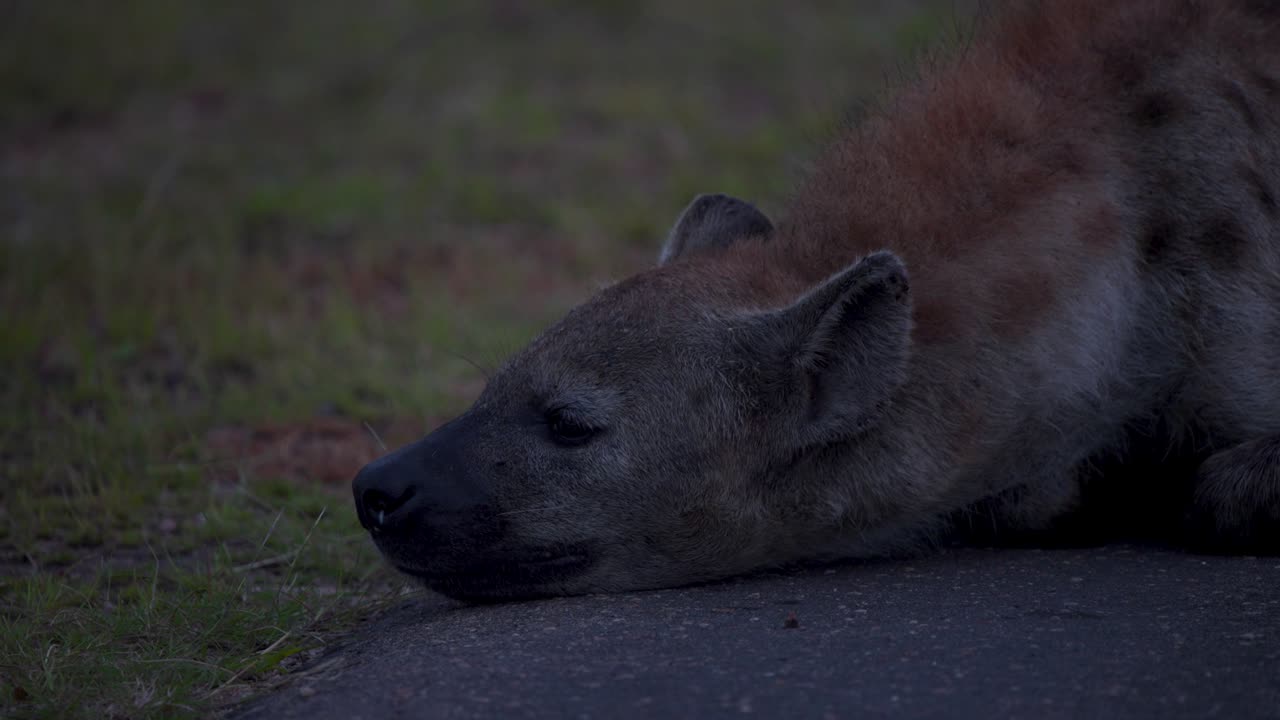 Iena maculata sdraiata su una strada asfaltata nella savana al crepuscolo della sera.