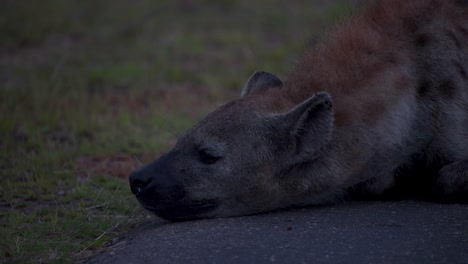 Spotted-hyena-lying-on-asphalt-road-in-savannah-at-evening-twilight