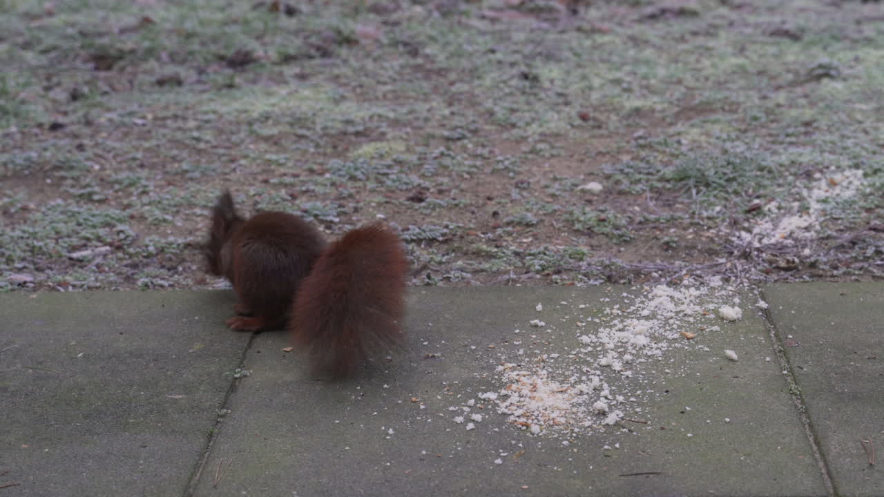 la ardilla está comiendo pan en una mañana de invierno en nuestro jardín, deja de comer y mira directamente a la lente de la cámara