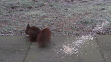 La-Ardilla-Está-Comiendo-Pan-En-Una-Mañana-De-Invierno-En-Nuestro-Jardín,-Deja-De-Comer-Y-Mira-Directamente-A-La-Lente-De-La-Cámara