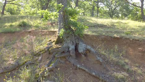 tall, oak tree with a green crown.  tree roots, appearing above the soil. sunlight behind the branches with green leaves. spring in balkan mountain, bulgaria.