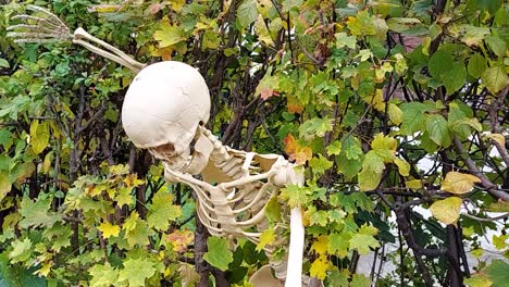 skeleton in the hedge waits for halloween, static