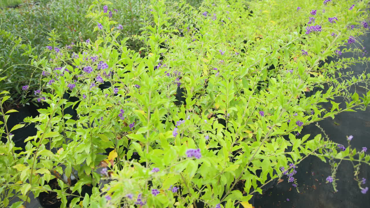 Vibrant green plants with purple flowers growing in lush nursery garden, in greenhouse