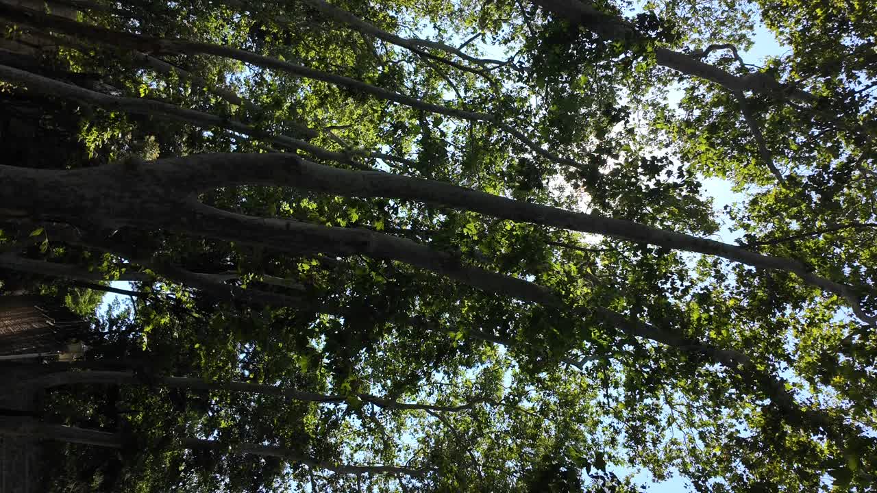 Sunlight filtering through lush tree branches against a clear blue sky