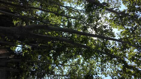 sunlight filtering through lush tree branches against a clear blue sky