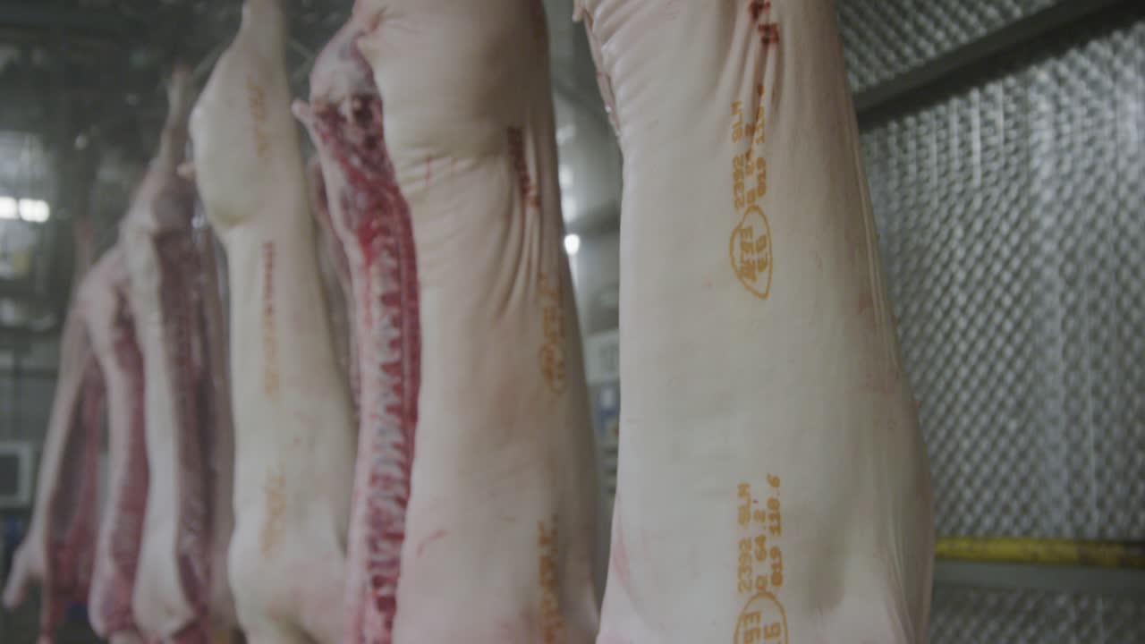 Pig carcasses without intestines on a transportation, conveyor belt
