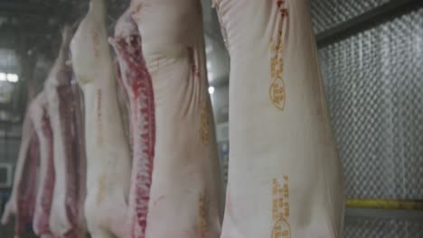 pig carcasses without intestines on a transportation, conveyor belt