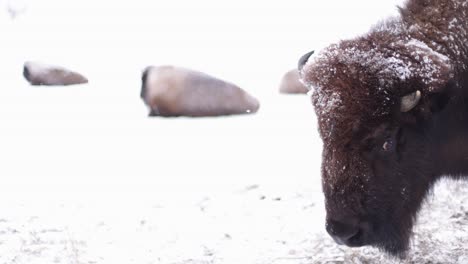 bisonte sobreviviendo al duro invierno en cámara súper lenta