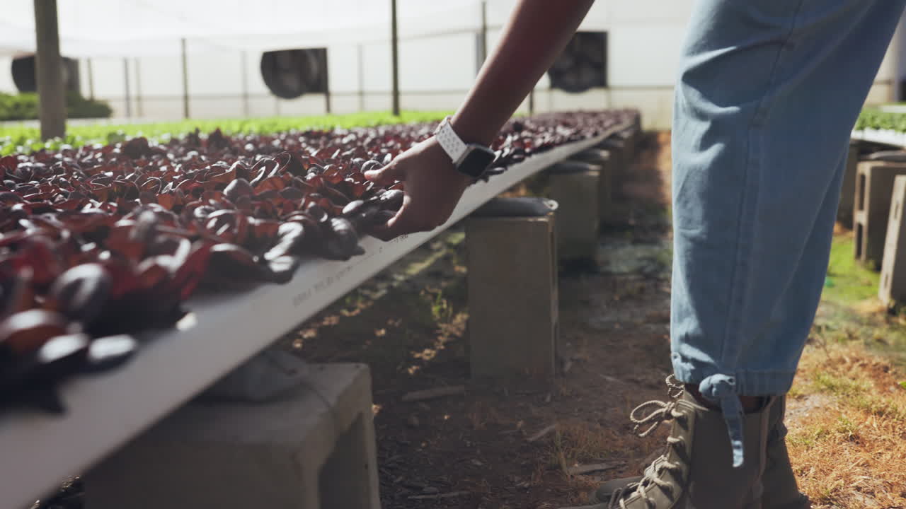 Farmer inspecting red leaf lettuce in a greenhouse