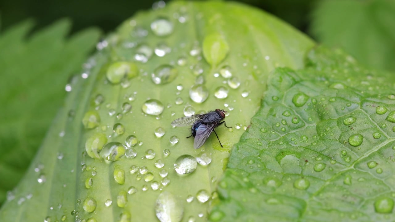 Una mosca appollaiata su una foglia dopo uno scroscio di pioggia. Estate. Regno Unito.
