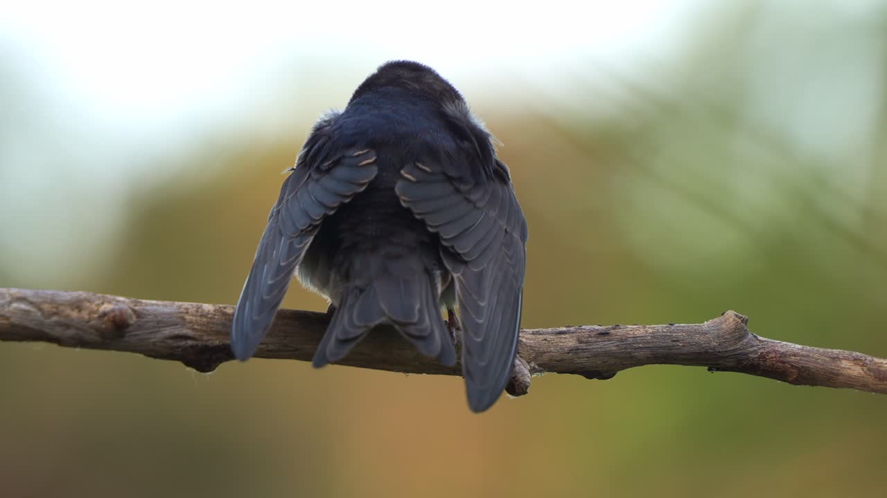 A Welcome Swallow (Hirundo neoxena) perched on a branch, with fluffed-up plumage to keep warm on a windy day, close up shot