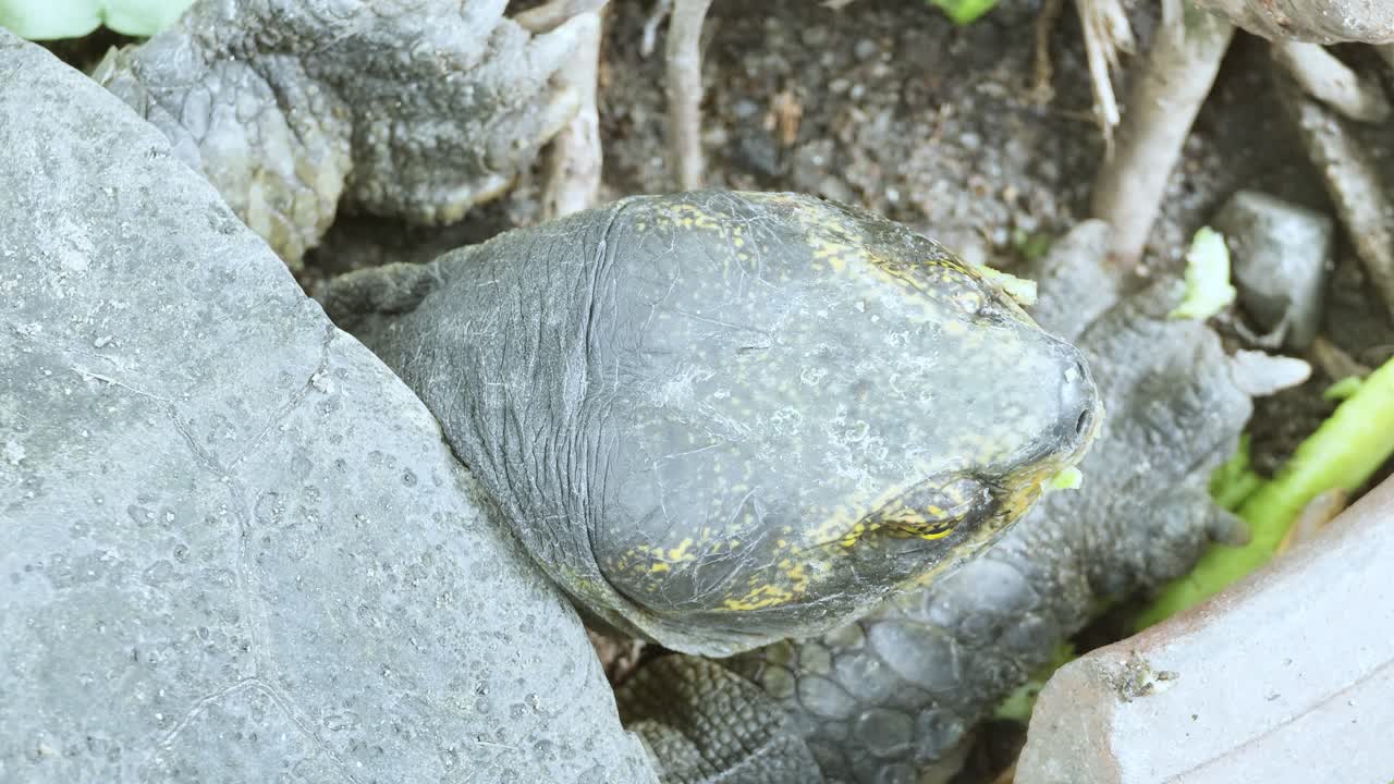 A close-up view of a turtle resting in a garden showcasing its unique features and habitat