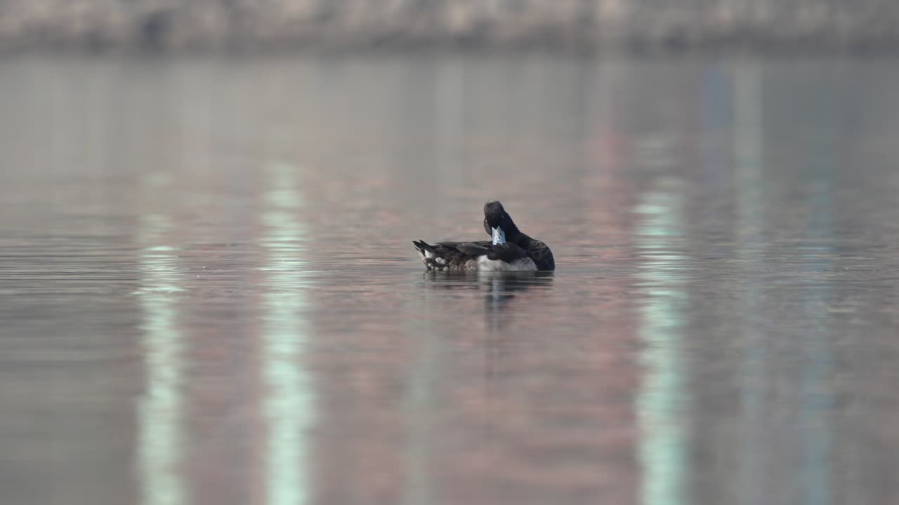 un pato tufted nadando alrededor en un lago y limpiando sus plumas en el sol de la mañana