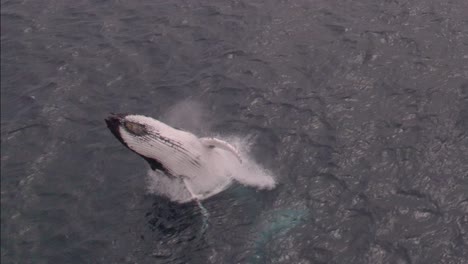 humpback whale breaching the ocean in point piquet, dunsborough, western australia