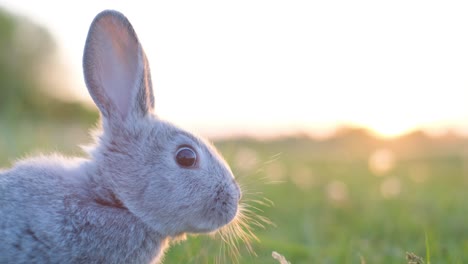 the head of a gray rabbit on a beautiful background of the daytime sky