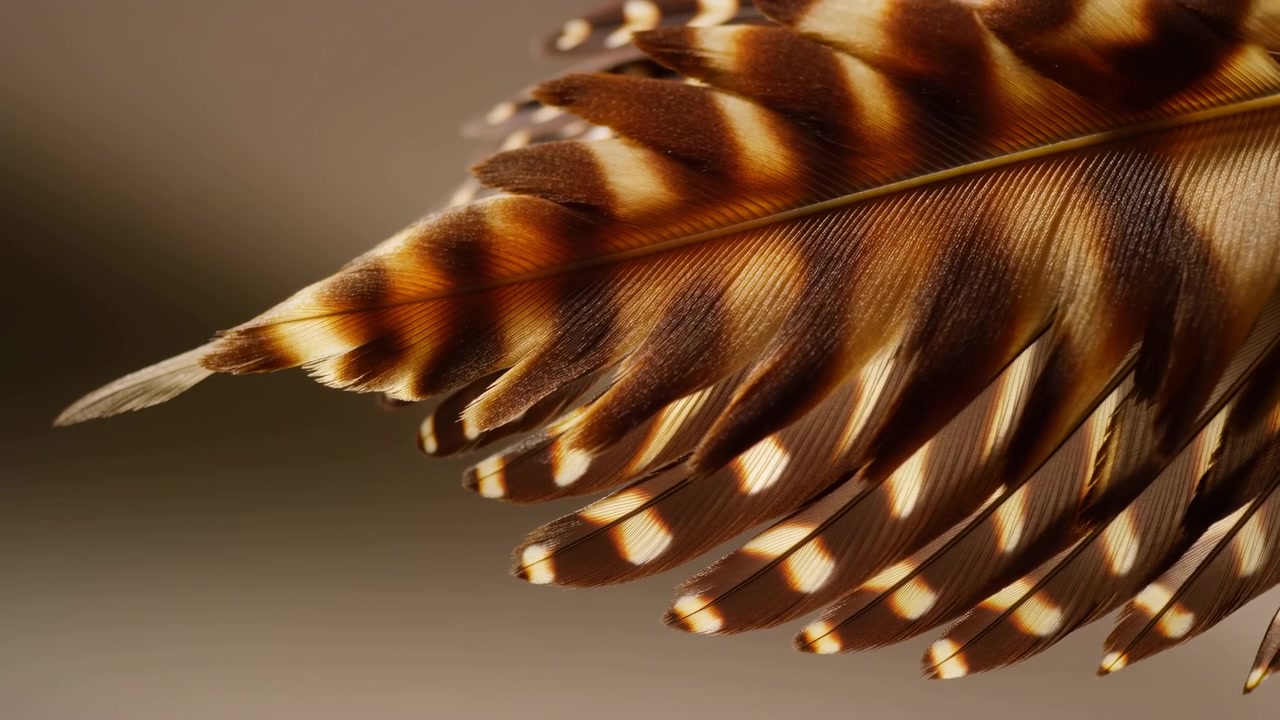 Movimiento en primer plano de plumas superpuestas de color marrón y tostado que se inclinan, flexionan y separan ligeramente mientras la luz capta las texturas suaves, creando un movimiento orgánico tranquilo, un brillo sutil y refinado