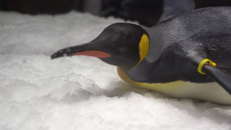 primer plano de un lindo pingüino rey acostado con la barriga hacia el piso de hielo y comiendo hielo con su pico