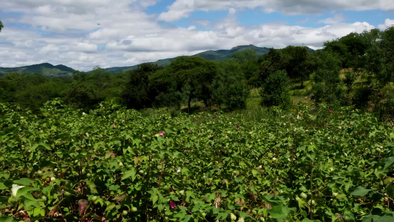 Plantación de algodón de altura con cordillera al fondo
