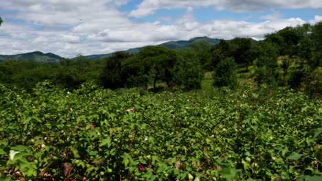 upland cotton plantation with mountain range in the background