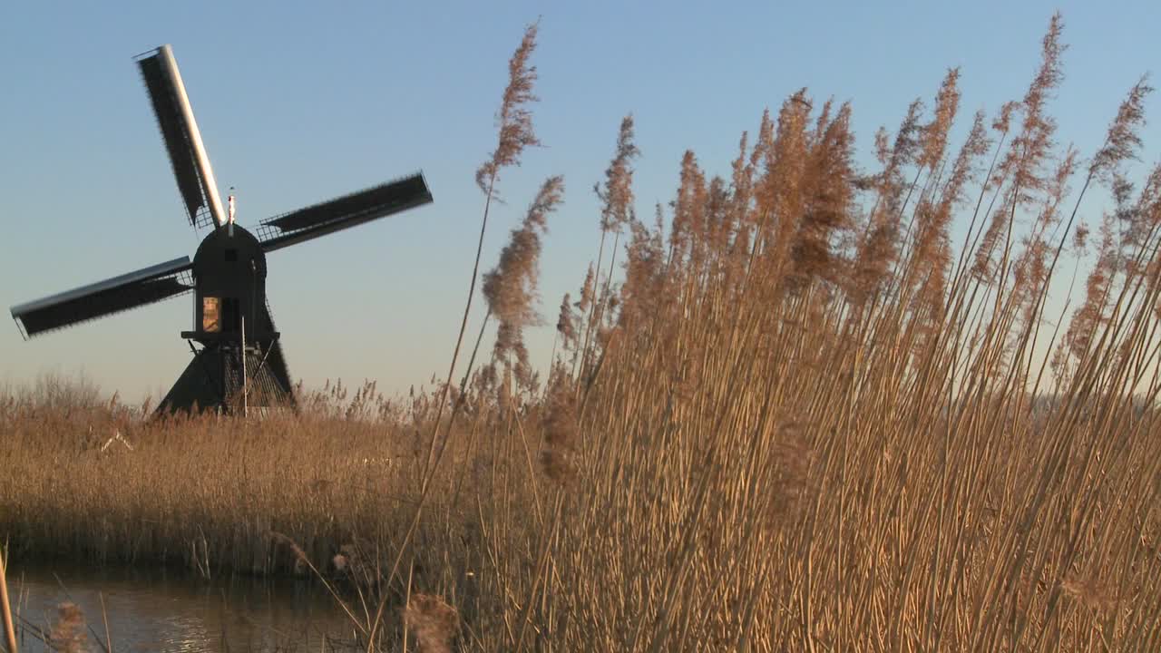 ветряная мельница вращается возле высоких трав в голландии